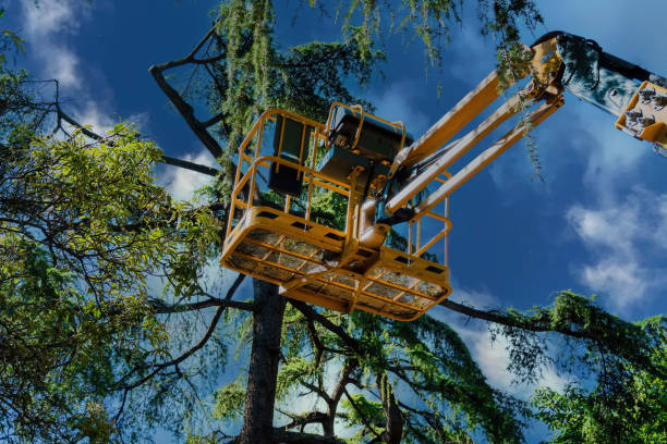 Best Tree Branch Trimming  in Coachella, CA